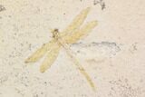 Fossil Dragonfly With Coprolite (Pos/Neg) - Germany #92469-1